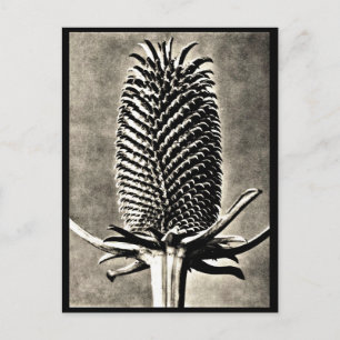 Fotografi med vykort-Vintage-Karl Blossfeldt 19 Vykort