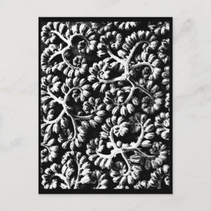 Fotografi med vykort-Vintage-Karl Blossfeldt 22 Vykort