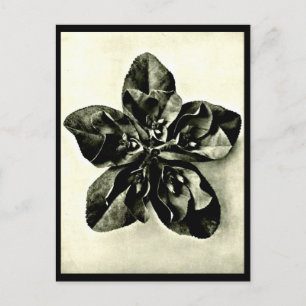 Fotografi med vykort-Vintage-Karl Blossfeldt 48 Vykort