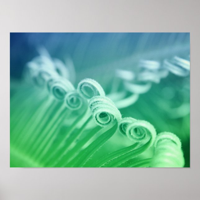 Fotografi över den tropiska sago-naturen Handflata Poster (Framsidan)