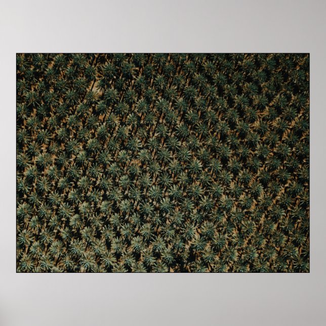 Fotografi över fågelns öga av handflatan träd poster (Framsidan)