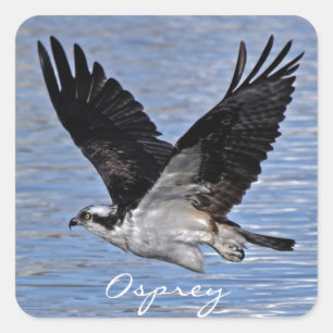 Fotografi över fiskört (Osprey Nature) Fyrkantigt Klistermärke