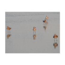 Fotografi över Florida Beach Shorebird