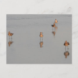 Fotografi över Florida Beach Shorebird Vykort