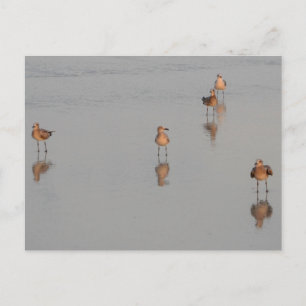 Fotografi över Florida Beach Shorebird Vykort