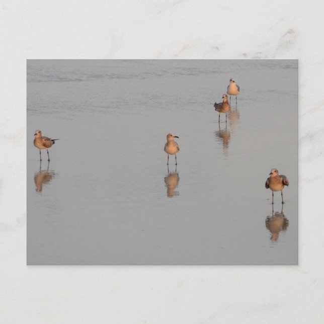Fotografi över Florida Beach Shorebird Vykort (Framsida)