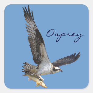 Fotografi över flygande Osprey och fiskvilt Fyrkantigt Klistermärke
