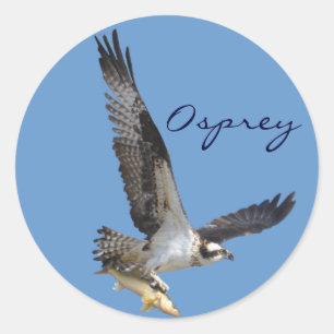 Fotografi över flygande Osprey och fiskvilt Runt Klistermärke