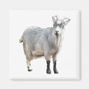 Fotografi över grått Goat Farm Animal Nature Magnet