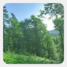 Fotografi över gröntens skogar fyrkantigt klistermärke