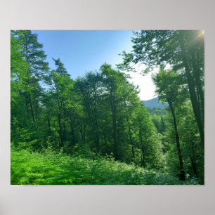 Fotografi över gröntens skogar poster