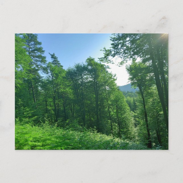Fotografi över gröntens skogar vykort (Framsida)