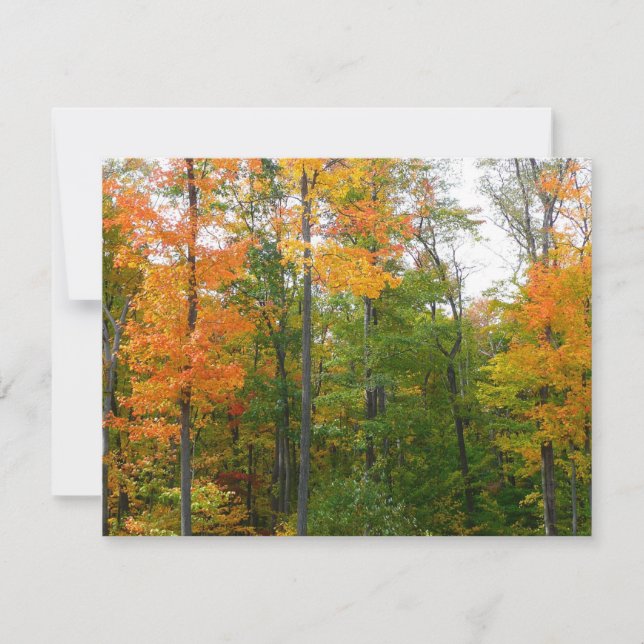 Fotografi över höstnaturen i Träd för fallmask (Framsida)