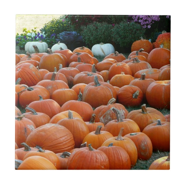 Fotografi över höstskörden i Morsa Kakelplatta (Framsidan)