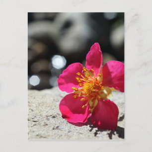 Fotografi över jordgubbsblommor i rosa vykort