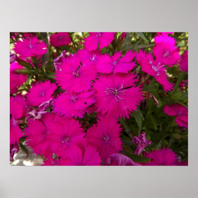 Fotografi över ljusa Rosa Flowers Poster (Framsidan)