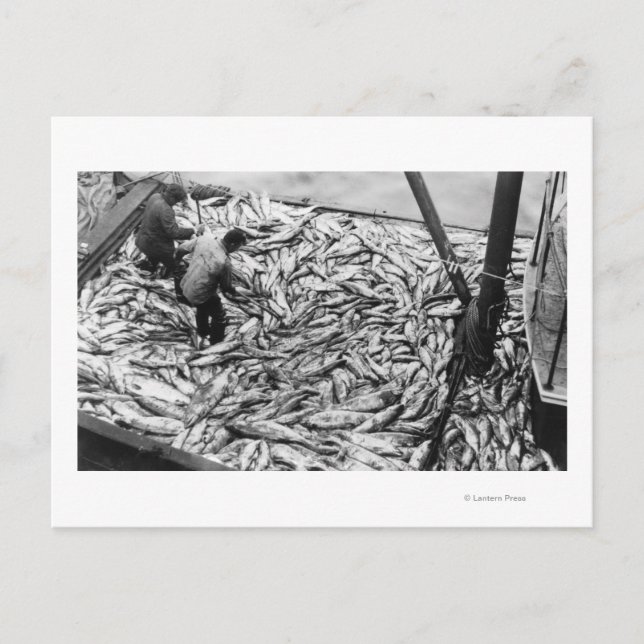 Fotografi över lossning av lax från fiskbåtar vykort (Framsida)