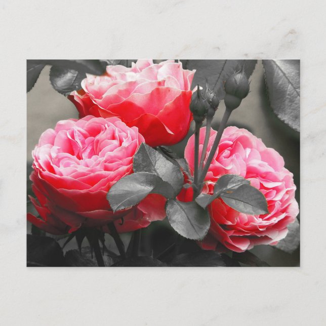Fotografi över nedre Färg i rosa ros Vykort (Framsida)