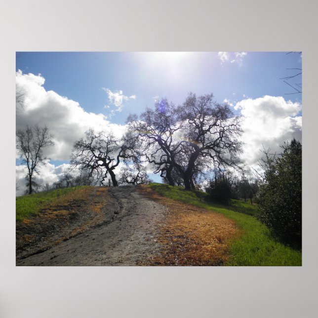 Fotografi över regnbåge Träd Scenia Hiking Nature Poster (Framsidan)
