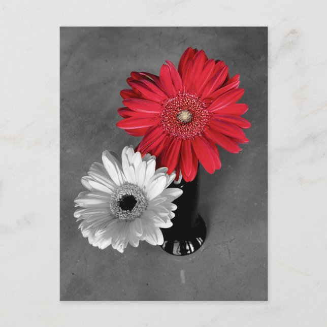 Fotografi över rött Färg Stänk Gerber Daisy Vykort (Framsida)