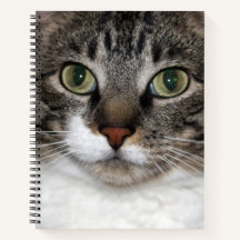 Fotografi över sällskapsdjur Ansikte i tabby katt