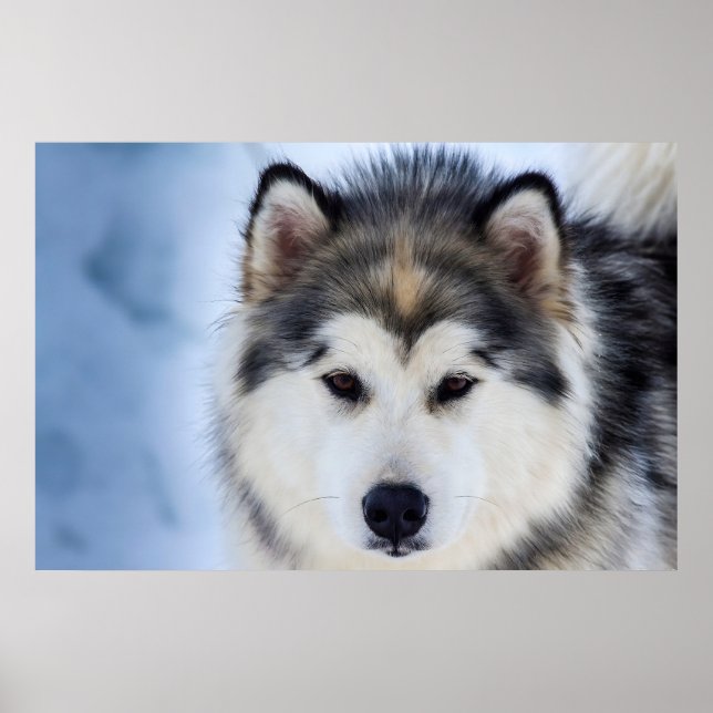 Fotografi över siberian husky Hund ansikte Poster (Framsidan)