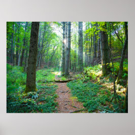 Fotografi över skogsljusets natur poster