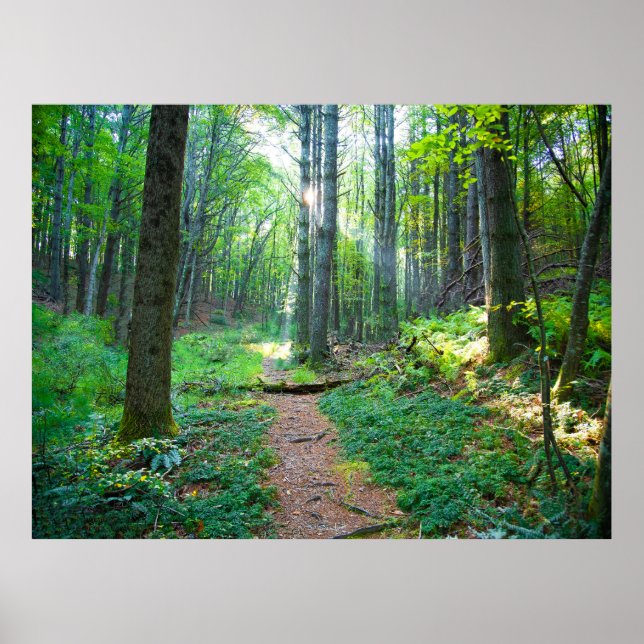 Fotografi över skogsljusets natur poster (Framsidan)