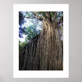 Fotografi över Träd Australien Färg Poster