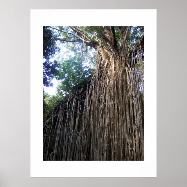 Fotografi över Träd Australien Färg Poster (Framsidan)