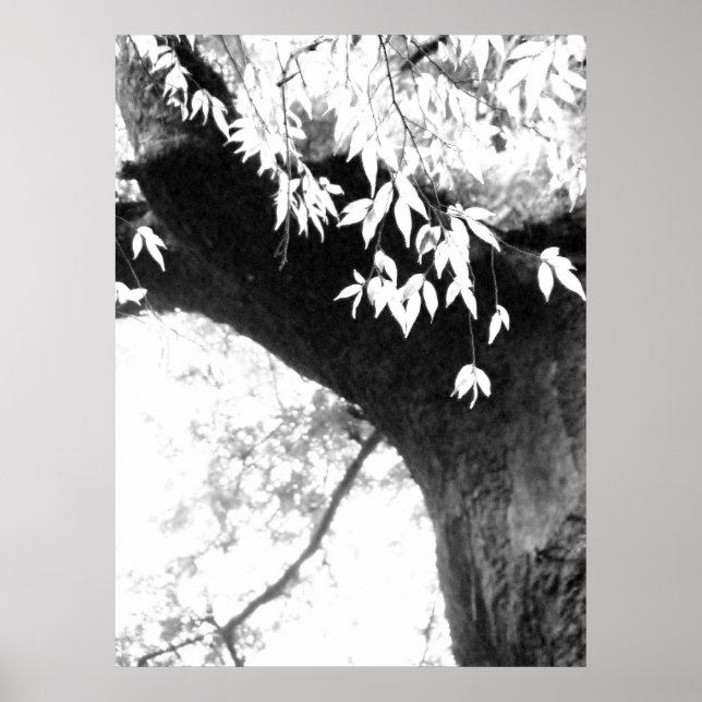 Fotografi över träd l stillastående natur l poster (Framsidan)