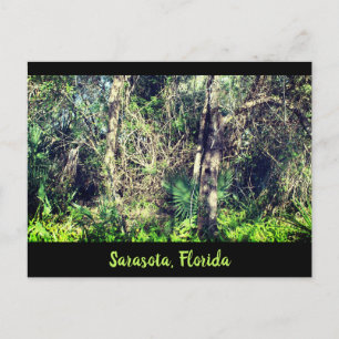Fotografi över tropiska träd i Florida Sarasota Vykort