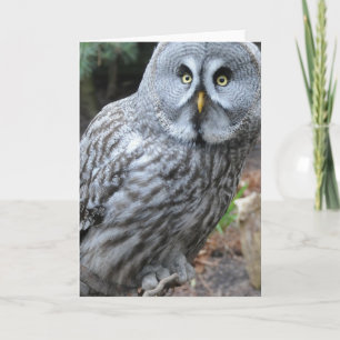 Fotografi över uggla Porträtt Kort