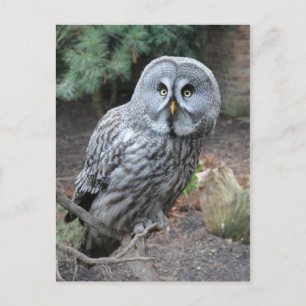 Fotografi över uggla Porträtt Vykort