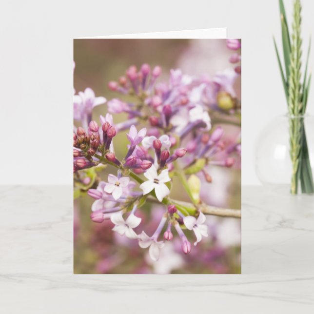 Fotografi över Vår Lilac-Blommar Kort (Framsida)