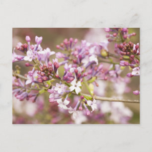 Fotografi över Vår Lilac-Blommar Vykort