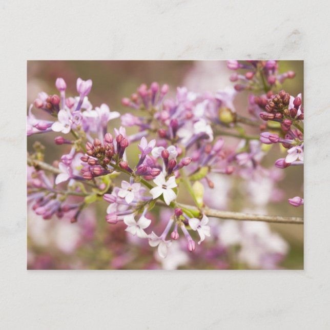 Fotografi över Vår Lilac-Blommar Vykort (Framsida)