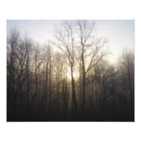 Fotografi över vinter Fog Sunrise Nature