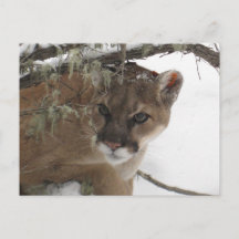 Fotografi över vintersoligt kumgar (Puma Concolor)