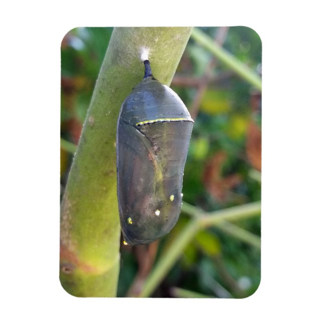 Fotografi - Schrysalis of the Monarch Butterfly Magnet (Vertikal)
