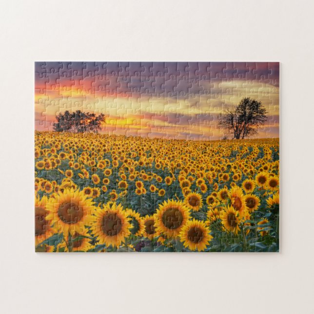 Fotografi Solrosor Fält Complex Jigszons Puzzles Pussel (Horisontell)