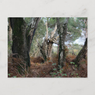 Fotografía paisaje de alcornoques en Doñana Vykort