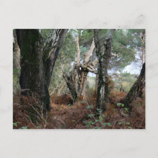 Fotografía paisaje de alcornoques en Doñana Vykort