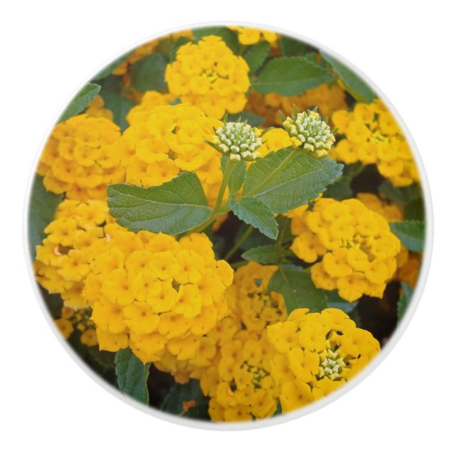 Fotografier Bright Gult Lantana Flowers Knopp (Framsidan)