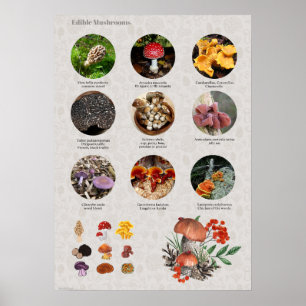 Fotografier och illustrationer av ätbara svampar poster