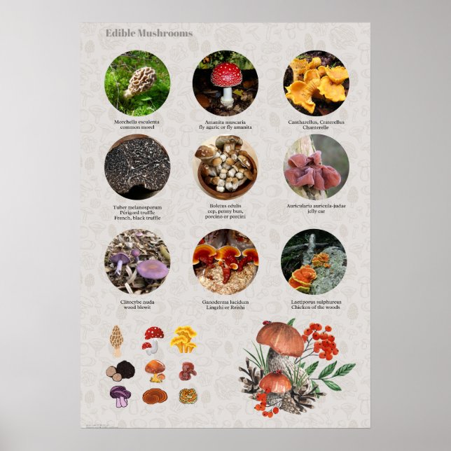 Fotografier och illustrationer av ätbara svampar poster (Framsidan)