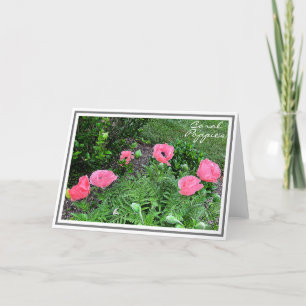 Fotografier Sex Coral Färgad Poppies in Garden Kort