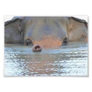 Fotografier: Wildlife and Nature Photography Fototryck