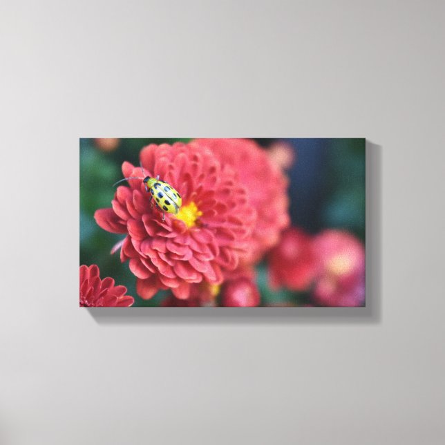 Fotografifilm med rött blommor, Beetle Insekt Kryp Canvastryck (Framsida)