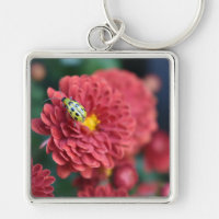 Fotografifilm med rött blommor, Beetle Insekt Kryp